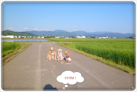 2012,5,6お散歩6