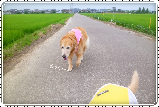 2012,7,12お散歩3