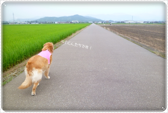 2012,7,12お散歩5