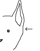 犬の耳