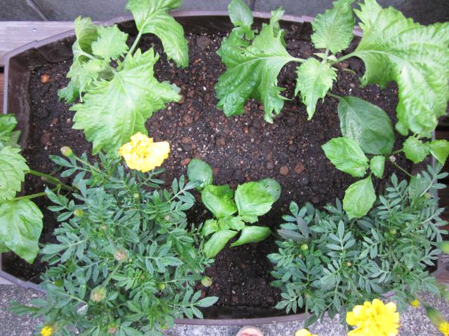 終了させた春菊のコンテナをシソのコンテナにリニューアル 猫と園芸