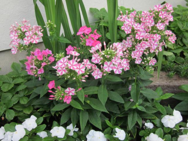 宿根フロックス ピンク花 が満開 白花も開花 猫と園芸