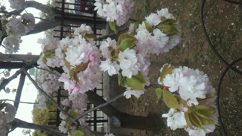 造幣局の桜〓