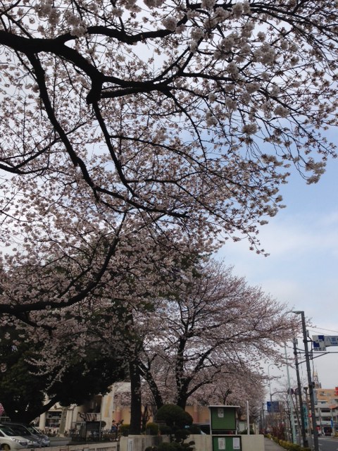 街道沿い桜
