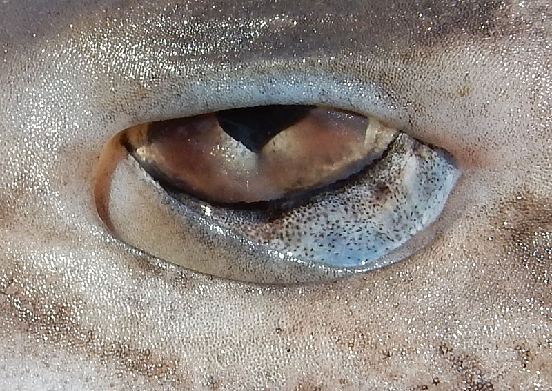 140913サメの眼3