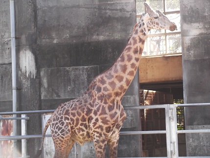 2012.09.25動物園へ16