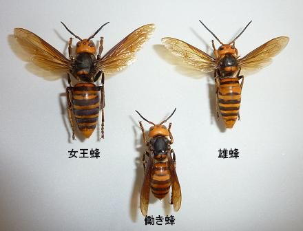 ✨売り出し特価✨ オオスズメバチ 女王蜂 & 働き蜂 3匹セット www.m 