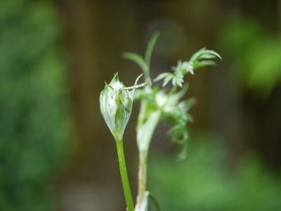 Orlaya grandiflora  White Lace