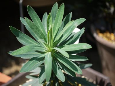 Euphorbia　characias 
