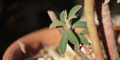 Euphorbia　characias Black Pearl