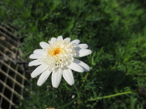 マーガレット　ぽぽたん　 育種　生産　販売　松原園芸　Argyranthemum frutescens