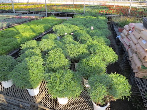 マーガレット　挿し芽 育種　生産　販売　松原園芸　Argyranthemum frutescens