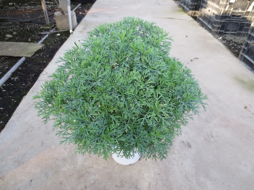 マーガレット　挿し芽 育種　生産　販売　松原園芸　Argyranthemum frutescens