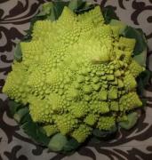 Cauliflower Romanesco3