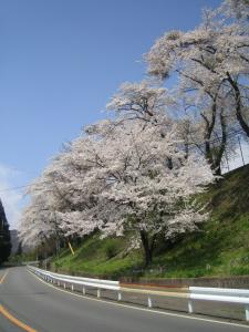 坂本の桜