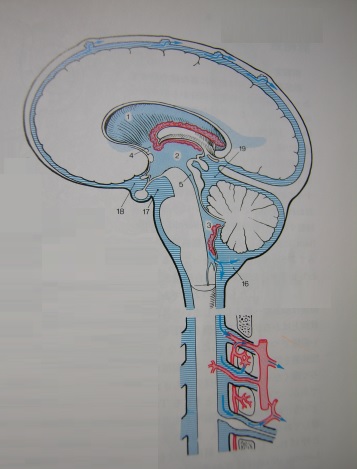脳脊髄液系