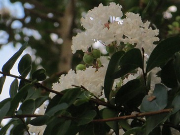 白い花のサルスベリ