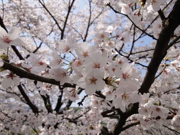 桜⑧
