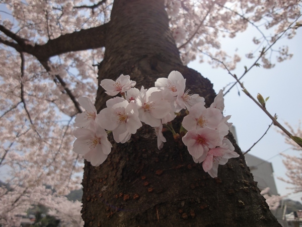 桜⑨