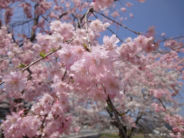 桜⑫