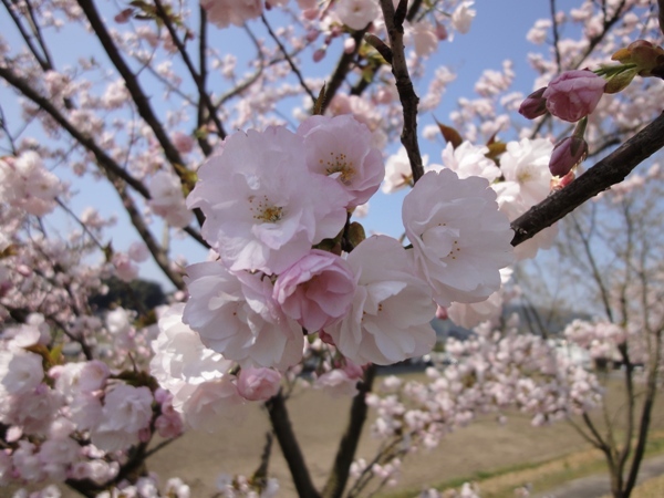 桜⑬