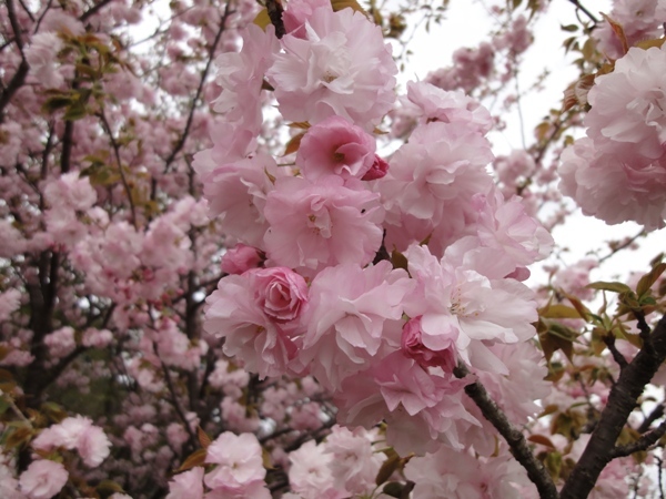 八重桜②