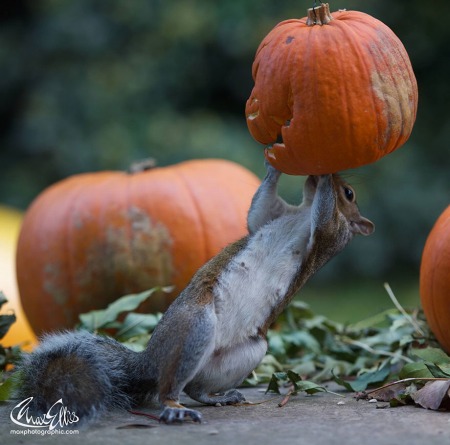 squirrel-steals-carved-pumpkin-max-ellis-5.jpg