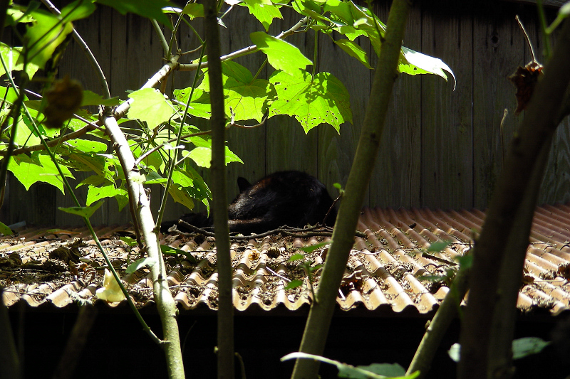 トタン屋根で寝てる猫
