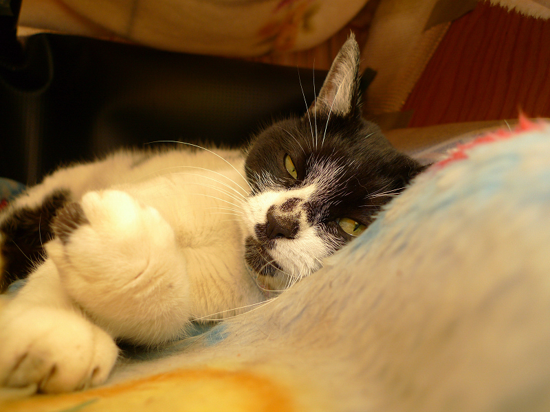 毛布の上で寝てるネコ