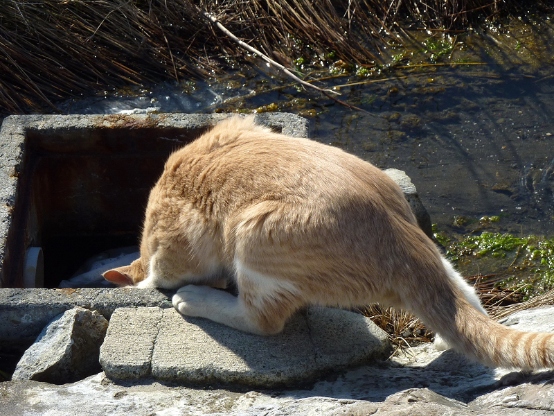 水路から水を飲んでるネコ