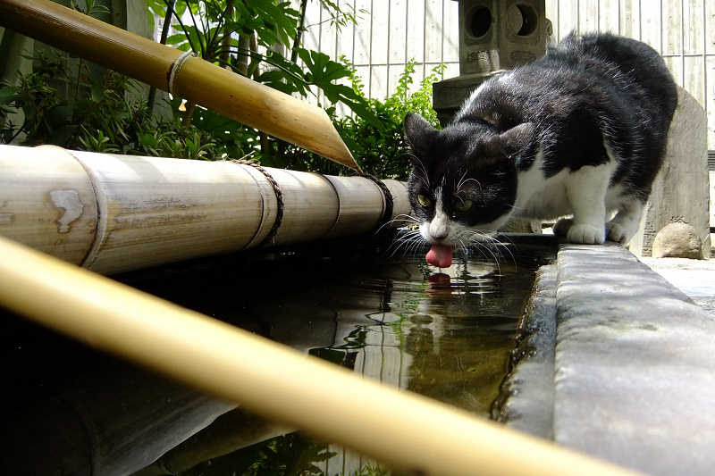 手水場に登って水を飲む猫