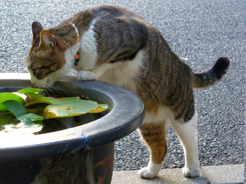 大きな鉢で水を飲む猫