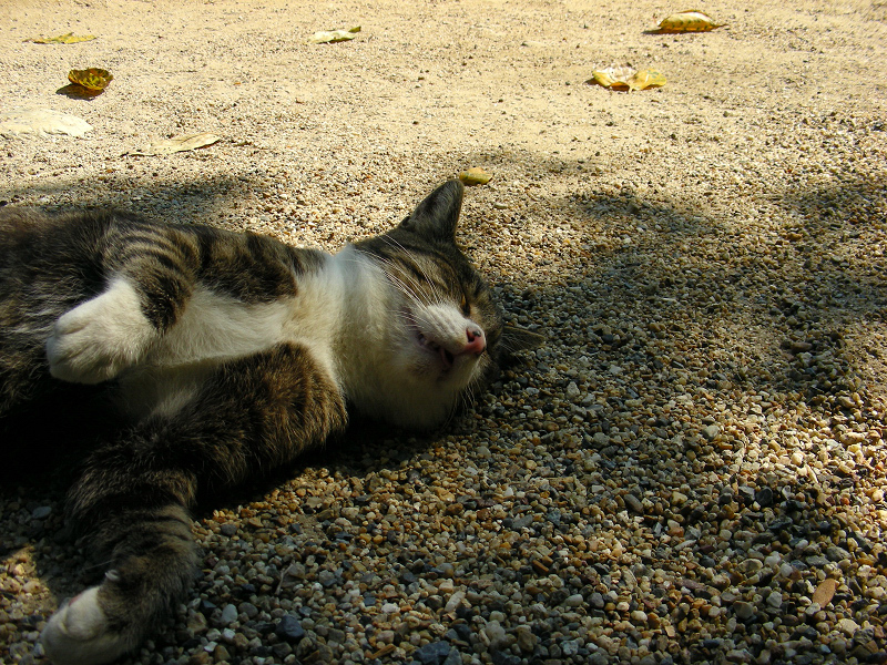 小砂利の上で横になって寝てる猫
