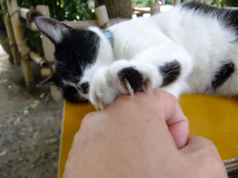 私の手に爪をたてたまま寝る猫