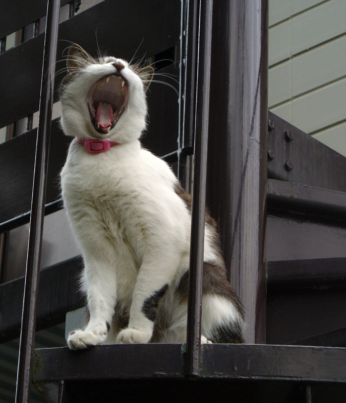 階段の踊り場で大あくびをする猫
