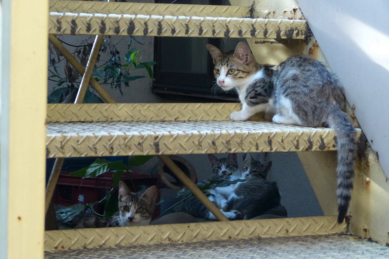 階段と沢山の猫たち