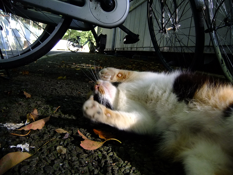 夕陽夕日を受けて自転車の下で転がる猫