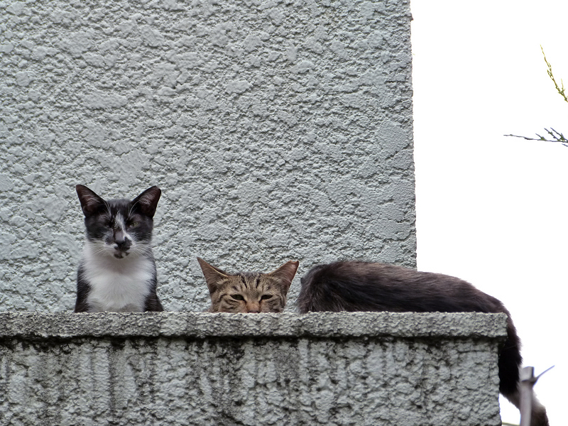 民家の屋上の猫3匹