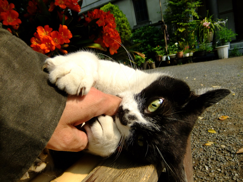 君子蘭の前で手を噛む猫