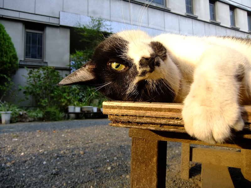 ベンチで仰向けになって夕日を浴びる猫