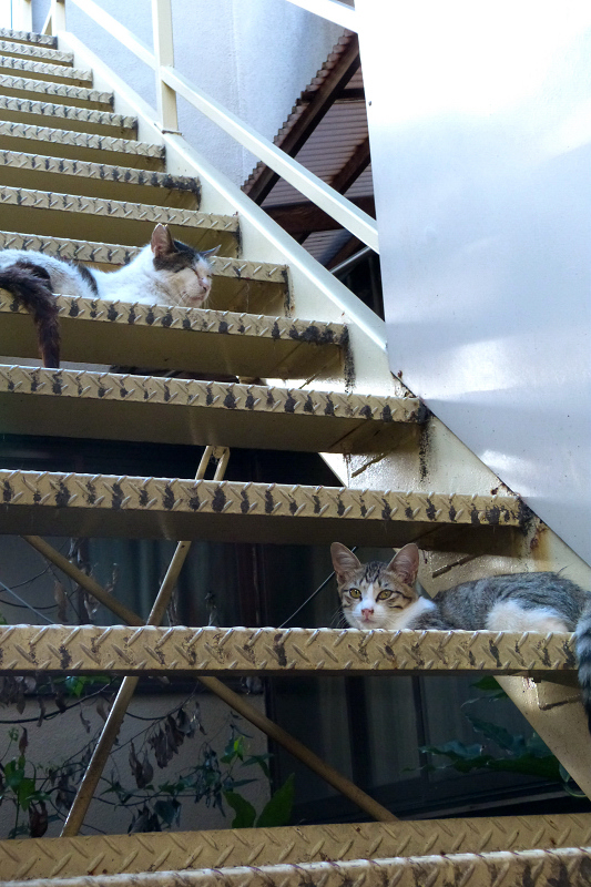 アパートの階段の親子猫