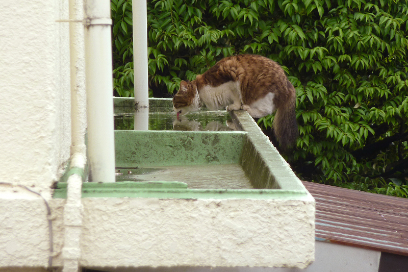 民家の雨水・溜まり水を飲んでいる猫