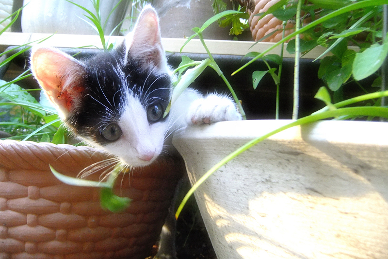 植木鉢の間から顔を出す子猫