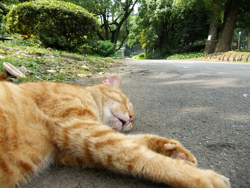 公園で熟睡してる茶トラ猫