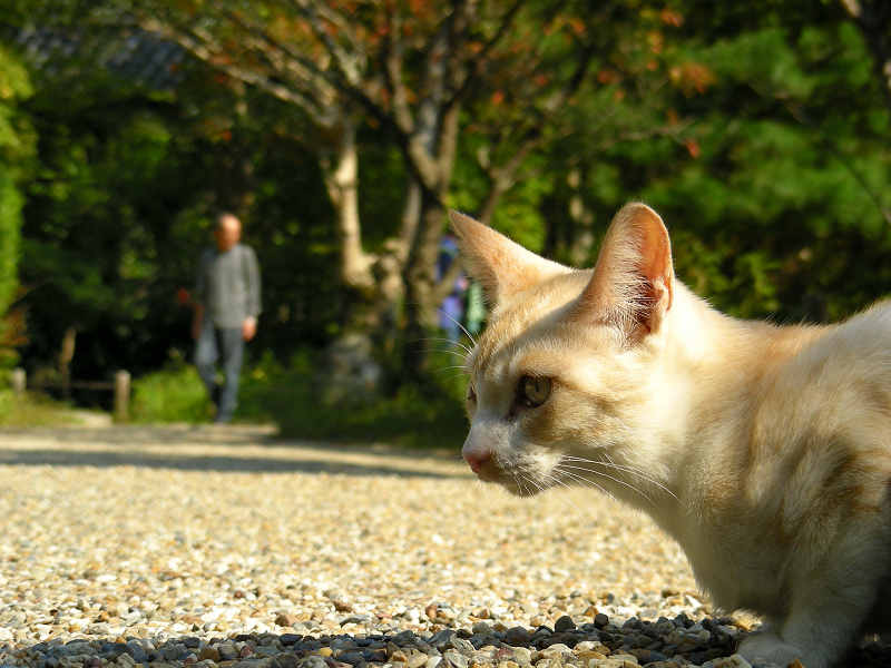 古寺の玉砂利の仔猫