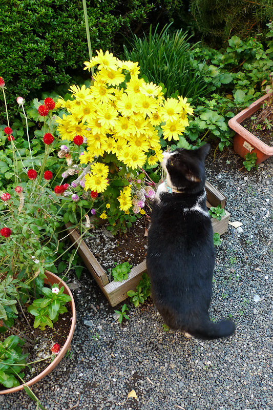 黄色い花を眺めてるネコ