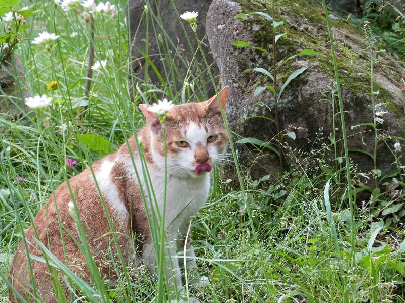 野草咲く公園でベロを出す猫