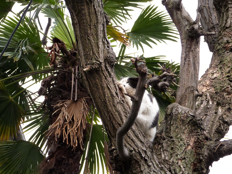 高い木の上で爪研ぎをする猫