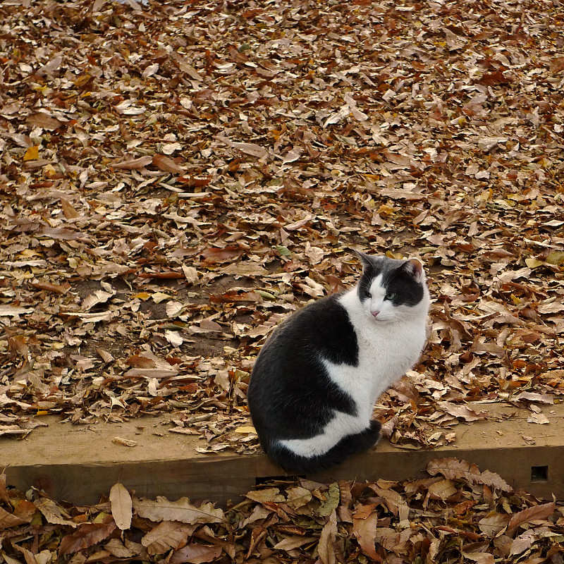 落ち葉の中のネコ