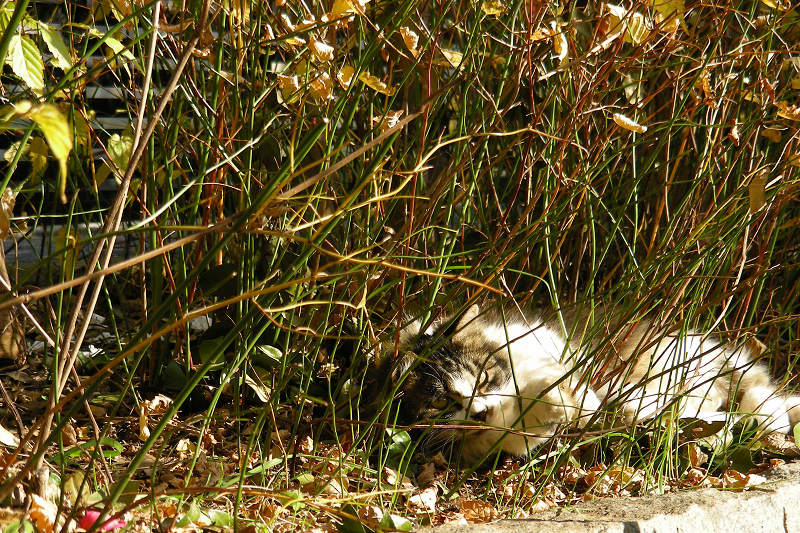 草の間で横になってるネコ